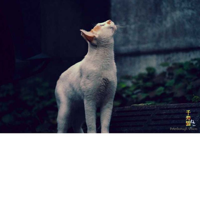 千寿猫（nekoとcats) | 【 Handmade BOX 】 委託販売作家様募集中
